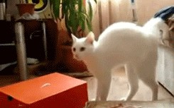 Котэ который любит когда его пылесосят