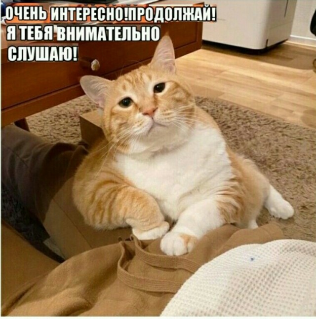 Кошачья библия