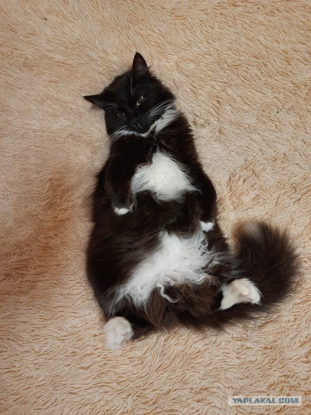 Кот Василий