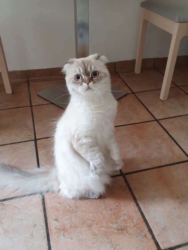 Погнали! С котовторником, други!