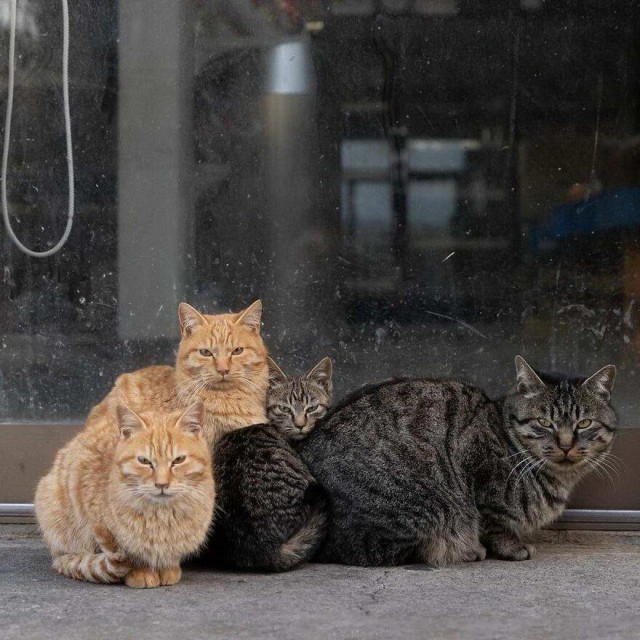 Разные котики
