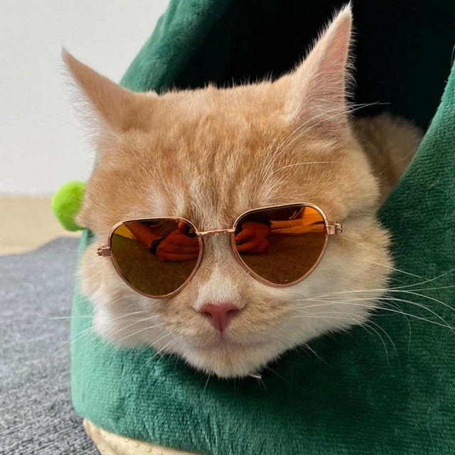 Разные котики