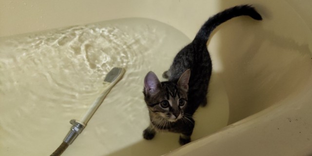Котам начхать на вашу приватность