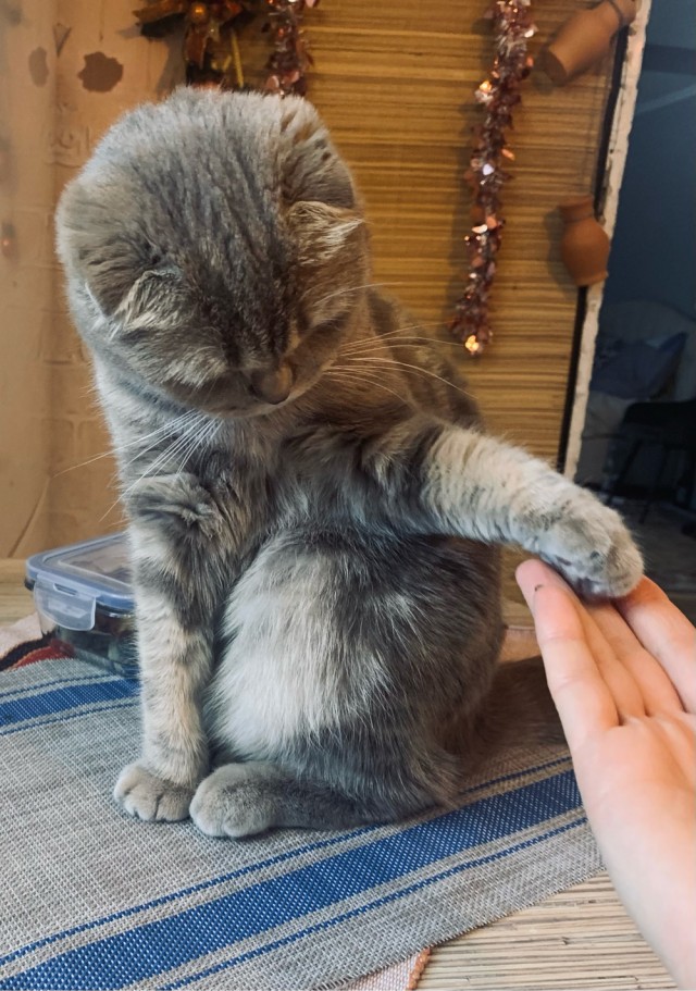Котовторник. Картинки и буквы 08.02.22