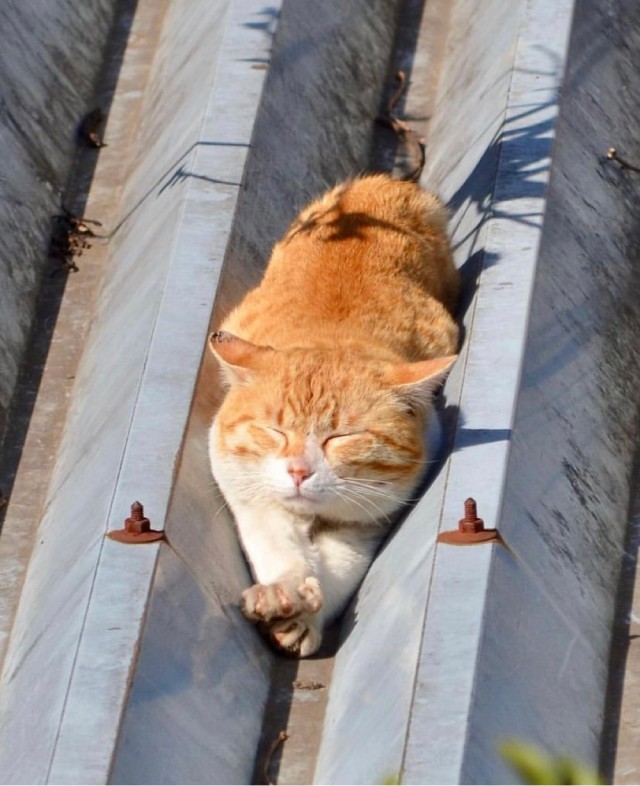 А это мой котан к котовторнику