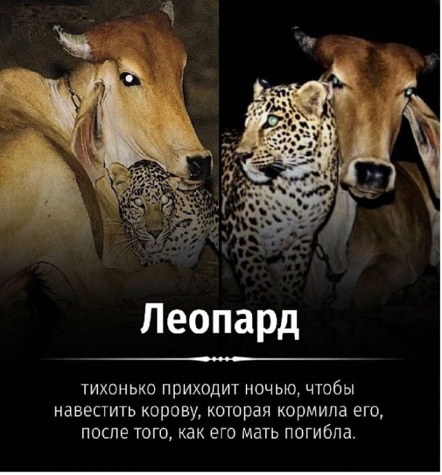 Картинки с надписями и всякие жизненные фразы