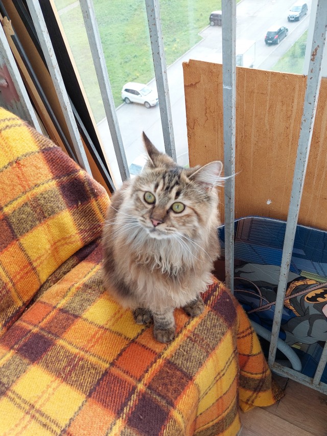 Начну котовторник чуть раньше!