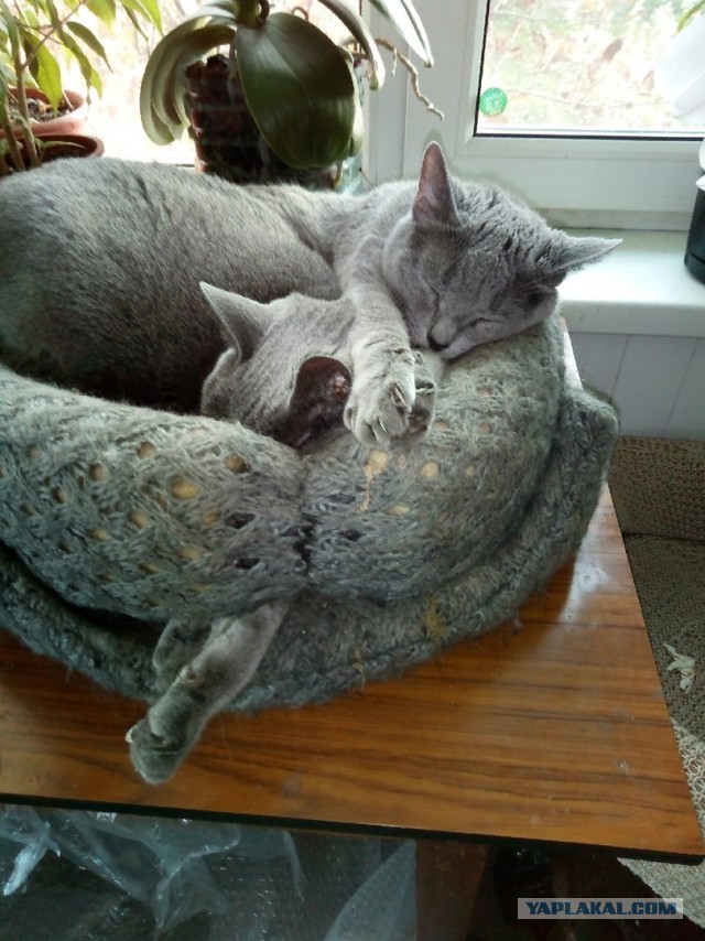 Котёнок тренируется бороться