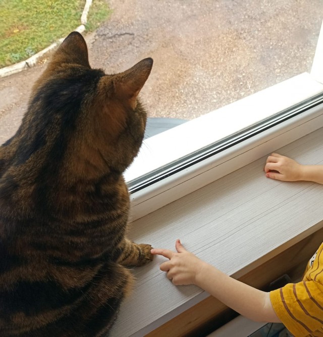 Котовторник 1.11.22