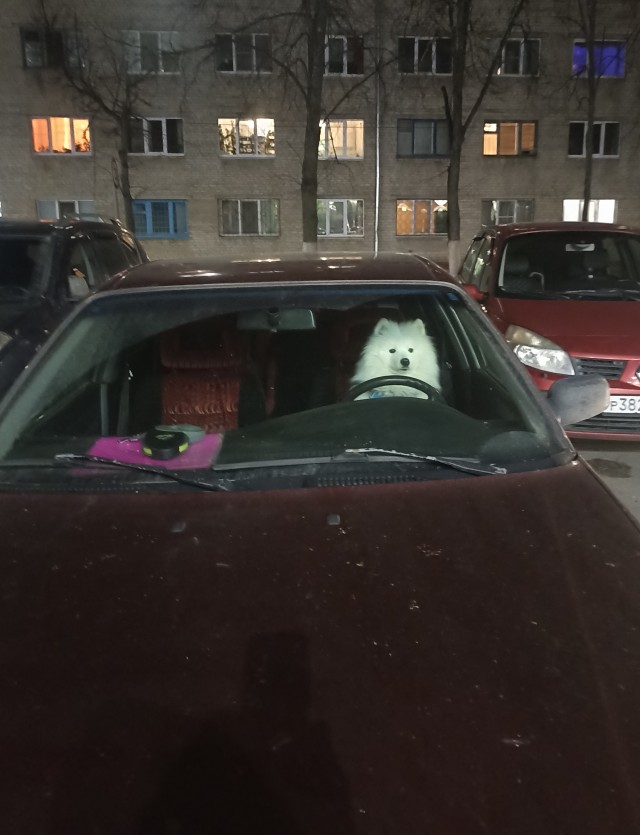 Собаковый четверг
