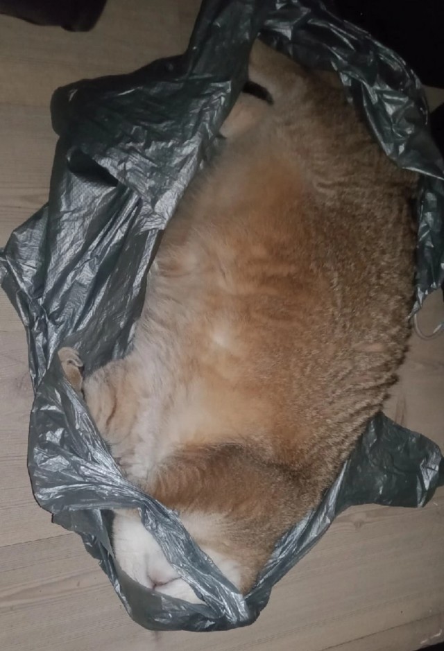 Мой Песдюк