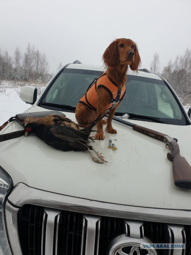 Ну чё, погнали наши городских!