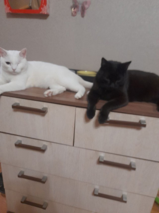 Котовторник. Было - стало