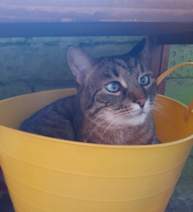 Ненужный кот
