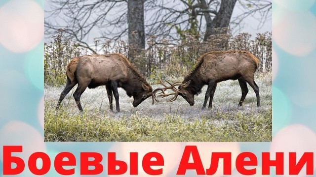Две драки за одну минуту