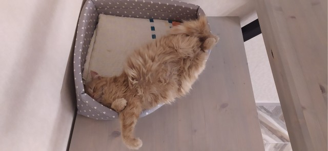 Позы для сна у кошек - что они означают?