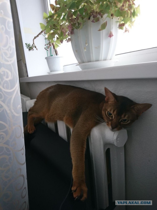 Маленькая хозяйка