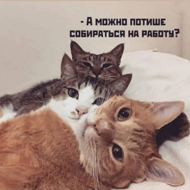 Мемчики и картинки для настроения и подумать