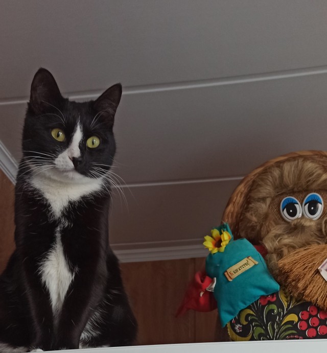 Кошкопортрет