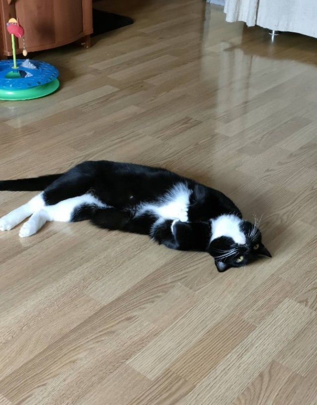 Всех с котовторником