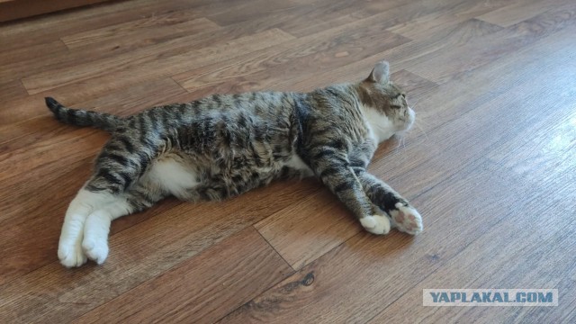 К котовторнику. Пришел жить