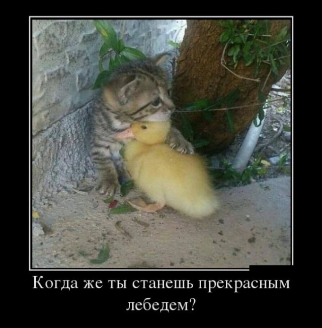 55 демотиваторов опять