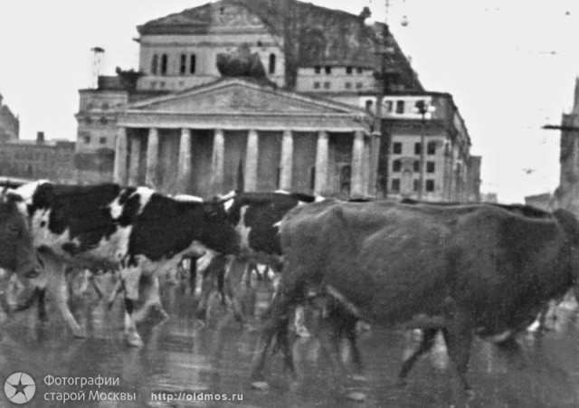 Как защищали Москву