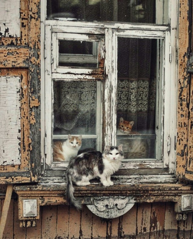 Коты деревенской породы