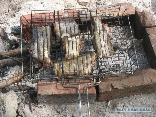 Тема про сома и про всяких вечно недовольных перцев. Кулинария, а может и нет. Короче, сейчас разберёмся.