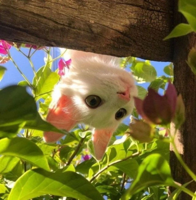 Котовторник 05/11/2024