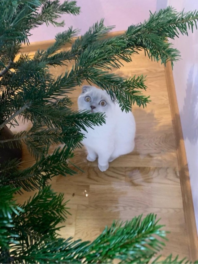 Первый Новый год кошечки