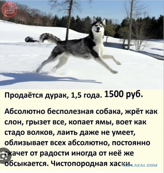 хаски Хан ищет семью
