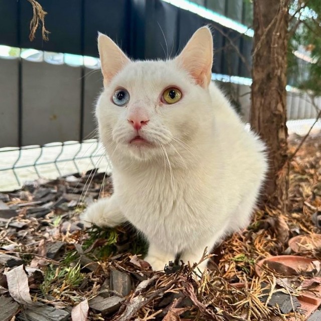 Люди сдали кота в кошачий хоспис, когда у них родился младенец