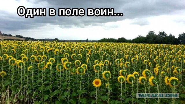 Картинки всякие
