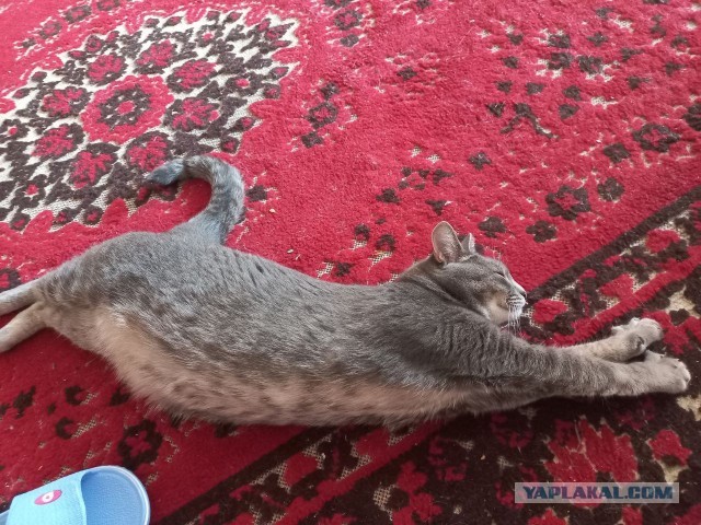 Умная кошка (кот)