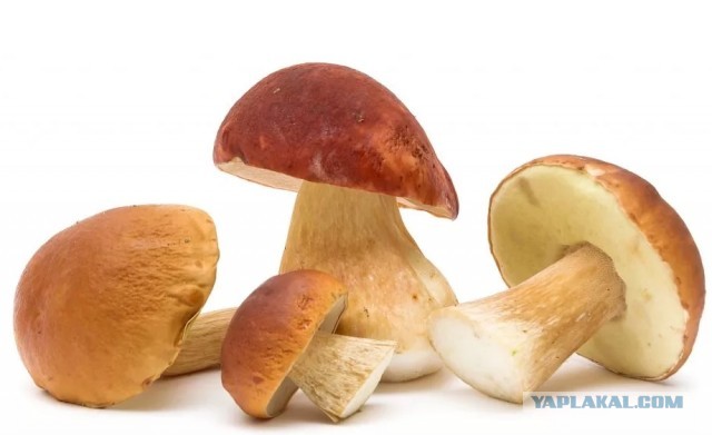 За грибы.