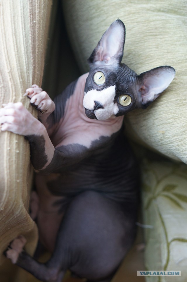 "Инопланетный" котэ