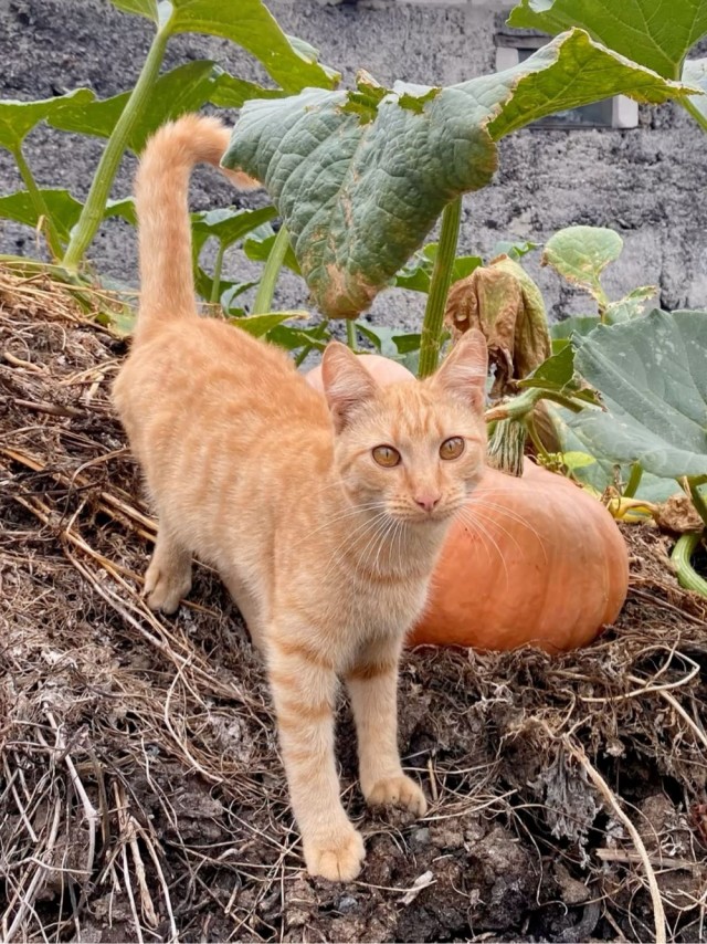 Осенний кот
