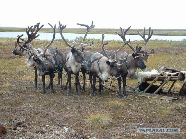 Деревенская Америка