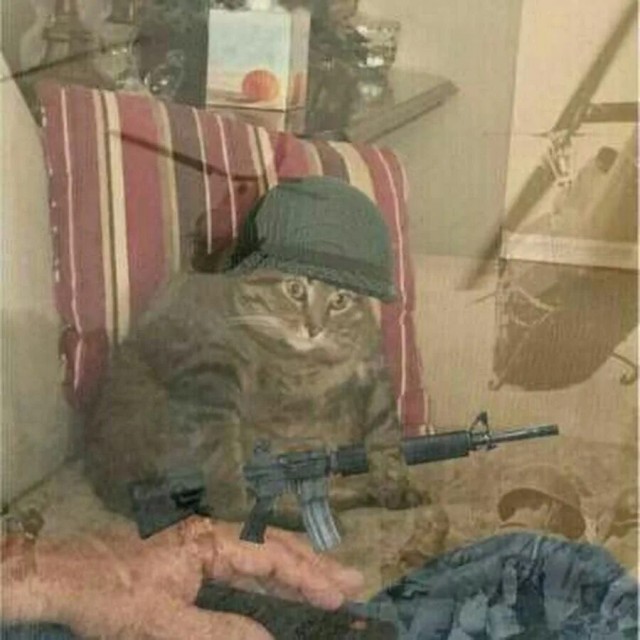 На Украине после широкой огласки вернули хозяйке "мобилизованного" кота