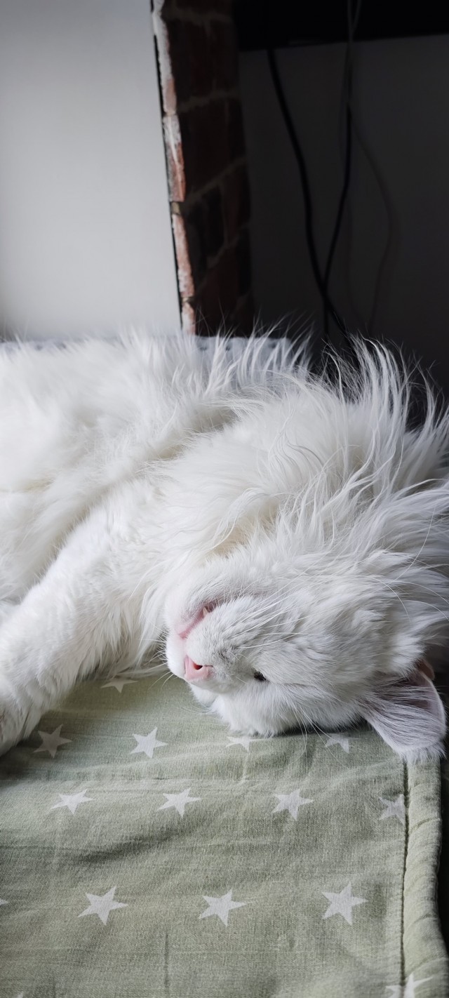 Котовторник наступил