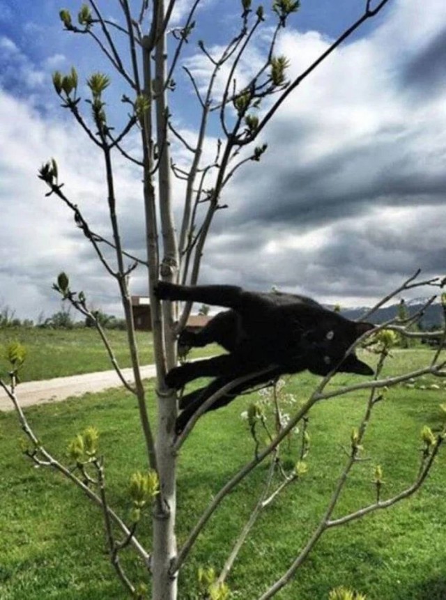 Чутка кошек
