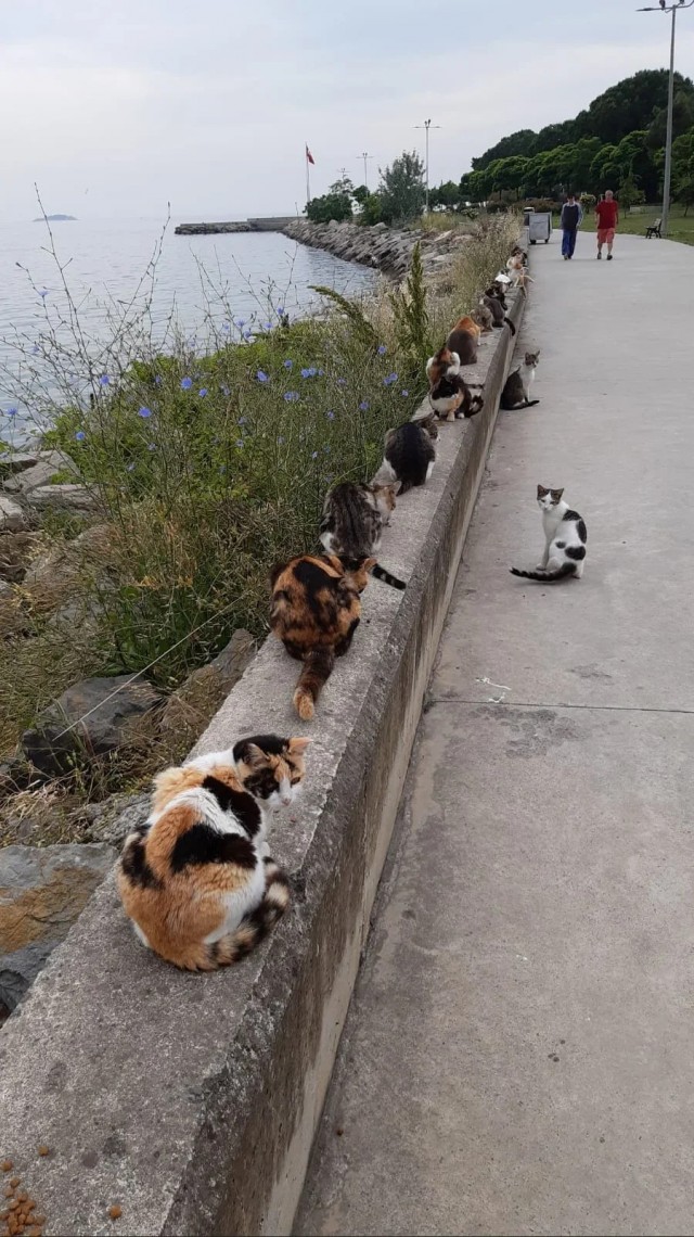 Рандомных фото котов тред