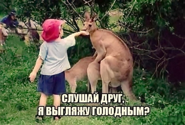 Быть фотографом дикой природы — это пытаться сделать серьёзные снимки, когда у животных другие планы