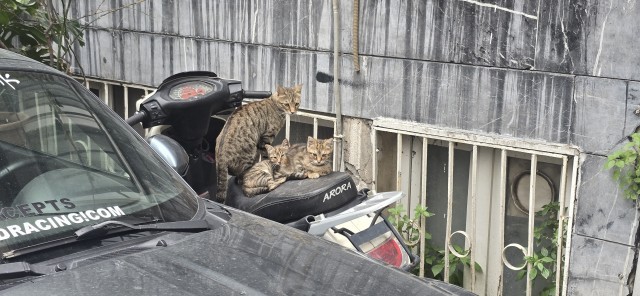 Уличные кошки Стамбула