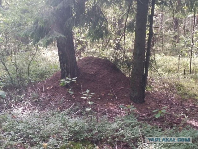 Жизнь домашнего приюта для котеек 579