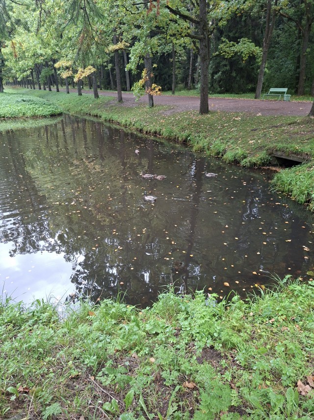 Вырицкие яблоки.