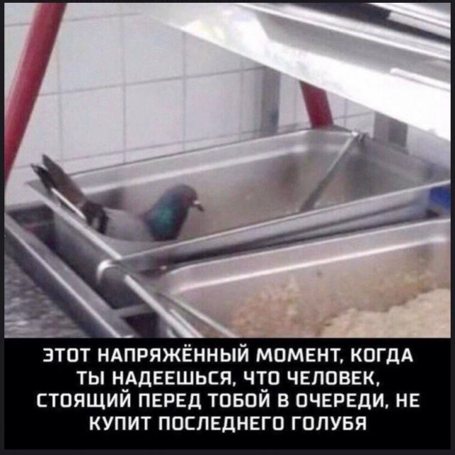Картинки для деградации 297 (разной степени свежести)