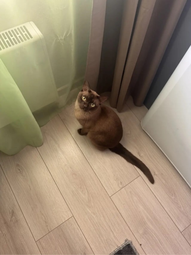 Котовторник мчится на всех парах