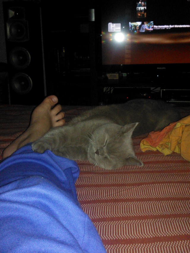Котовторник  05.11.2013